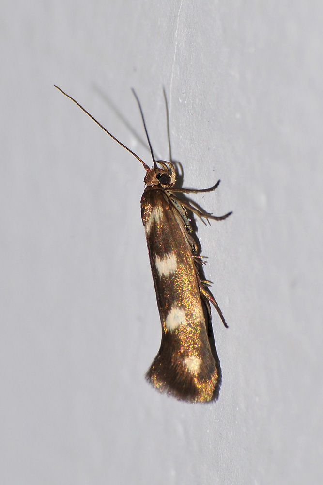 Scythris scopolella,  Scythrididae